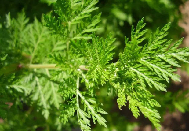 Artemisinin 98%